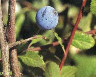jardin-mundani.com Frutos: pequeñas drupas globosas u ovoideas, de color azul oscuro- negro, cubiertos de pruina.