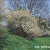 Endrino: Prunus spinosa Se encuentra repartida en zonas templadas del hemisferio norte, Europa y norte de África.