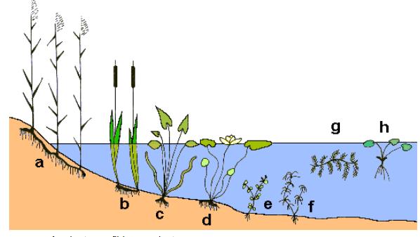 Según su forma de vida, las macrófitas se pueden clasificar como (Cardona et al., 2010): A. Fijas al sustrato: a.
