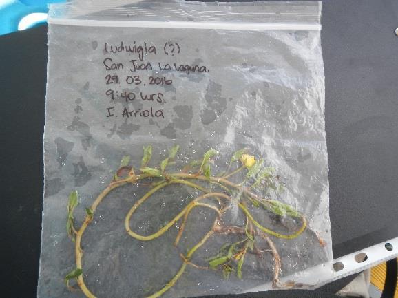 Figura 5 Ejemplar de Ludwigia sp. colectado en el sitio Uxlabil en San Juan La Laguna (DICA, 2016). Cuadro 2.