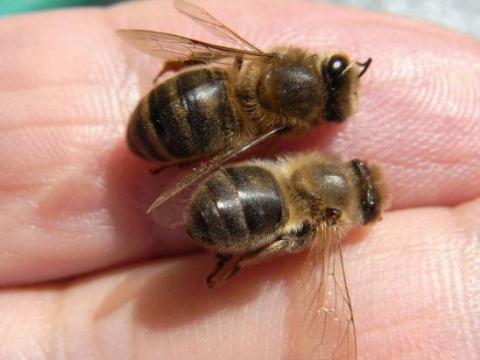 En abeja: daños graves;