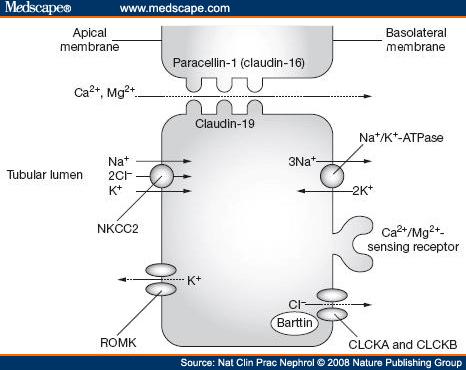 CaSR CaSR estimula la producción de ácido araquidónico a través de la activación de la fosfolipasa A2, que es metabolizado por la vía del citocromo P 450 a