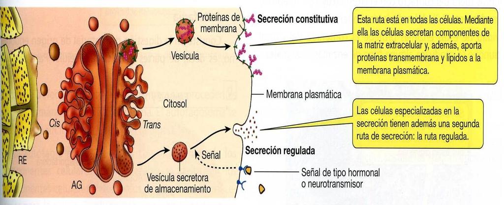 Funciones Interviene en procesos de secreción: las proteinas de secreción son sintetizadas en el RE rugoso y transferidas al AG donde se empaquetan en vesículas que se fusionan con la membrana