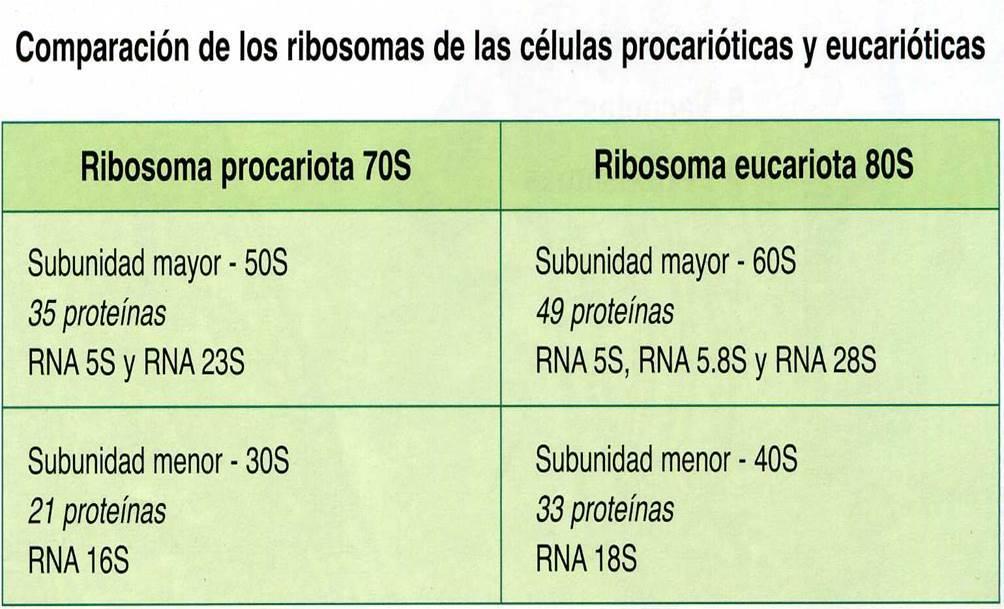 Los ribosomas de las células eucarióticas pueden encontrarse libres en el citosol o unidos a cara citosólica de las membranas del R.E.