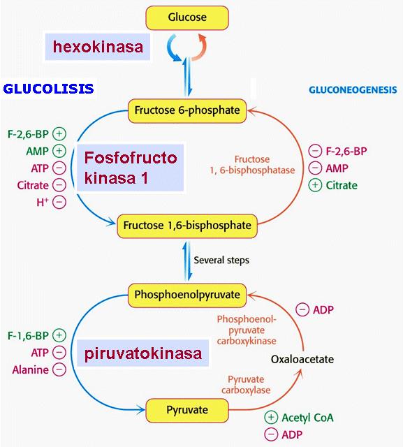 Regulación de la Glucólisis y la gluconeogéne sis Se