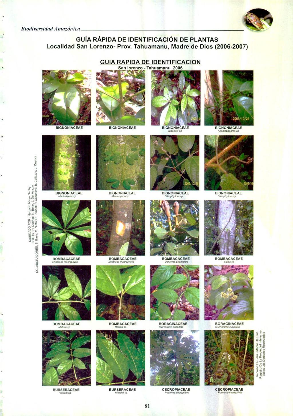 Biodiversidad Amazónica GUÍA RÁPIDA DE IDENTIFICACIÓN DE PLANTAS Localidad San Lorenzo- Prov. Tahuamanu, Madre de Dios (2006-2007) GUIA RAPIDA DE IDENTIFICACION San lorenzo - Tahuamanu.
