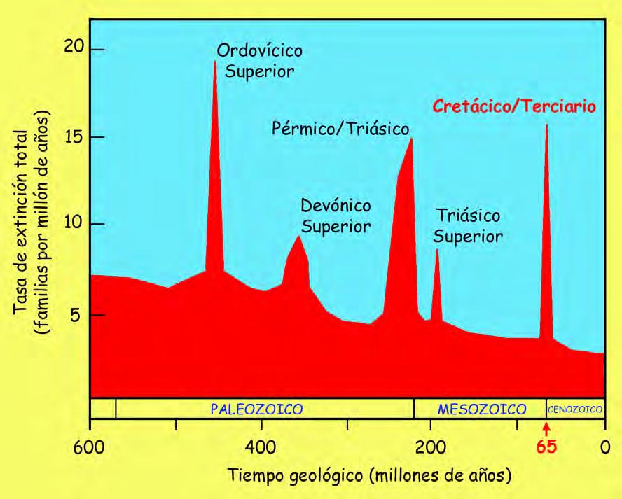 El final del Mesozoico: el límite K/T Al final del Cretácico se extinguen los la mayoría de los