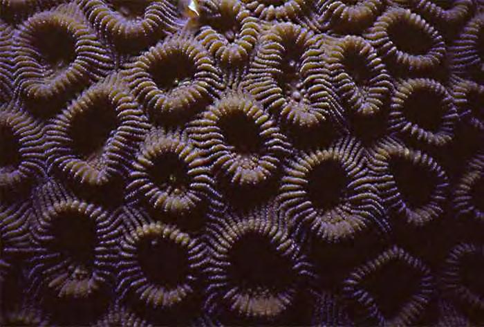 El Terciario: la época de los mamíferos En el medio marino hay una diversificación de los macroforaminíferos. Son abundantes moluscos bivalvos, corales.