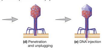 Es coneixen dos tipus de bacteriòfags: els virulents (o lítics) i els temperats (o