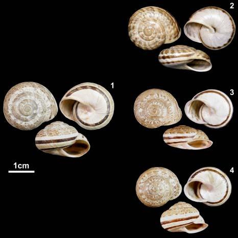 VARIABILIDAD CONQUIOLÓGICA DE I. ALCARAZANUS 37 Las conchas de I. alcarazanus presentan siempre el ombligo cerrado, lo que permite diferenciarlas fácilmente de las conchas de I.
