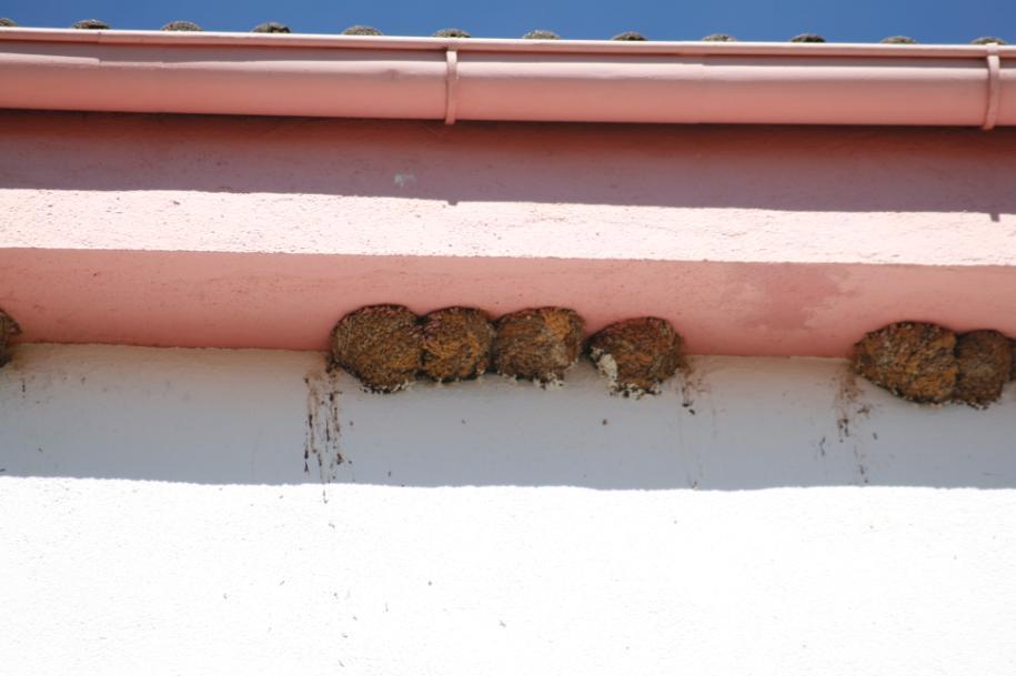 restauración de la fachada, quedando los nidos pintados parcialmente o