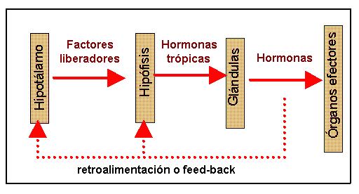 Estas hormonas son producidas en unas estructuras repartidas por todo el cuerpo y denominadas Glándulas Endocrinas.