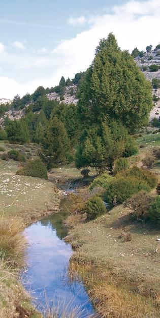 atractiva es adentrarse por el bonito valle de Rebriongos o de Esgueva, donde sabinas y pastos se alternan en el paisaje.