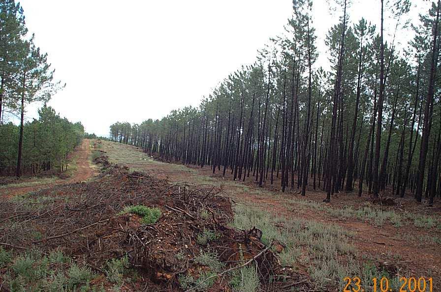 Líneas cortafuegos Actuación defensiva que consiste en realizar fajas desprovistas de vegetación hasta suelo
