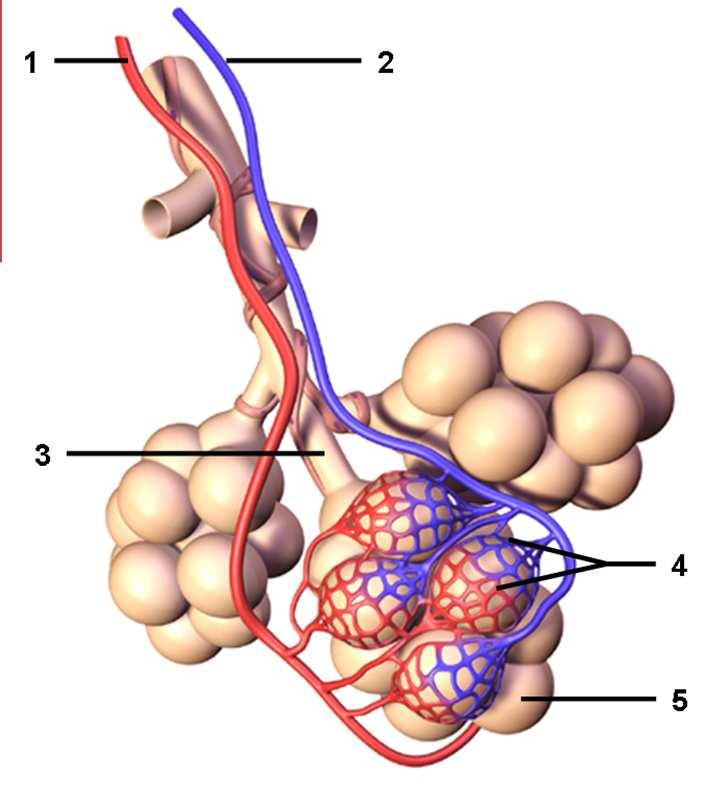 Estructura Pulmonar Vasos extralveolares(rvp) En los alveolos Fuerza
