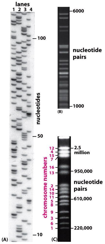 Separación electroforética de moléculas de DNA + (A) Geles de secuenciación (separación de bandas con 1 nt de diferencia) (B)