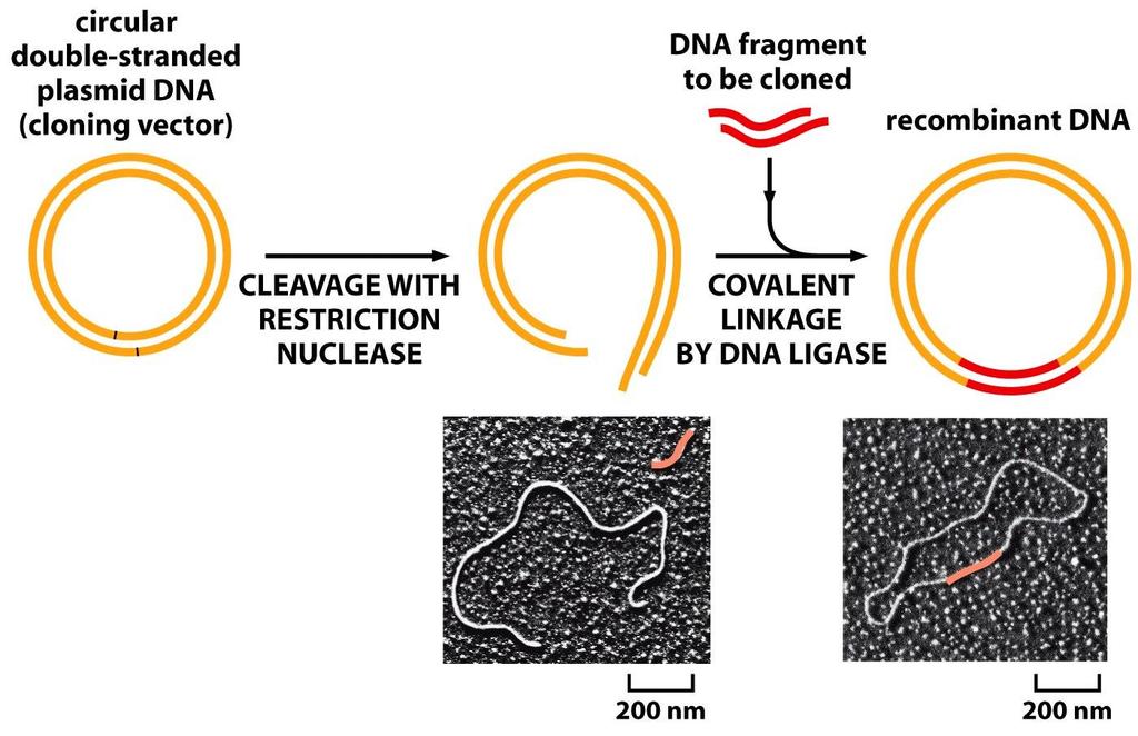 Vectores de clonación Plásmidos DNA doble cadena, circular, origen propio