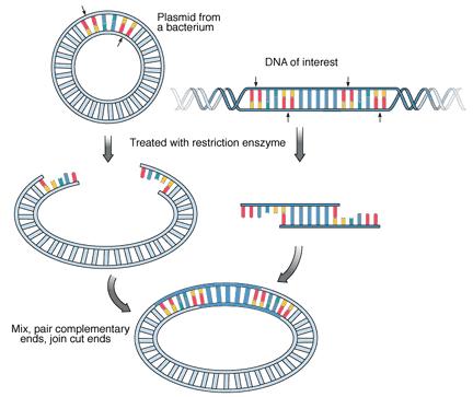 Inserción de DNA exógeno en un vector molecular a) Corte del DNA con enzimas de