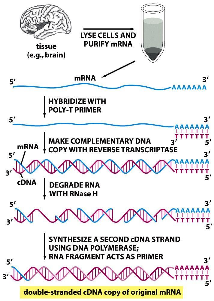 Bibliotecas de cdna RNA mensajero Cebador de oligo