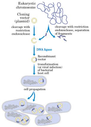 1 2 La clonación molecular involucra los siguientes pasos 4 3 in a selective medium 5 1.