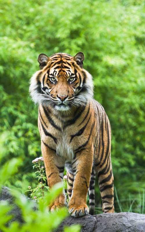 Los hábitats de Panthera tigris tigris suelen ser selvas tropicales, terrenos pantanosos y pastizales de altas hierbas. Tigre de Bengala Panthera tigris tigris.