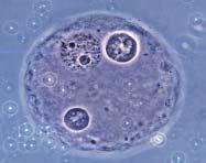 Al inicio de la fase de maduración, el núcleo del ovocito primario (inmaduro), se encuentra bloqueado en la profase (dictiotene) de la primera división meiótica, estadio de vesícula germinal