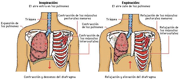 Expiración: la caja torácica se contrae( se hace más pequeña) y los pulmones se deshinchan (como un globo) Para que los pulmones se expandan y se contraigan hacen falta varios músculos: el diafragma