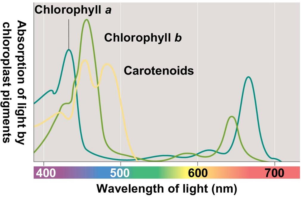 Pigments fotosintètics. L'absorció de llum. La fase lluminosa està vinculada a les molècules de pigments, els quals són els encarregats d'absorbir la llum.