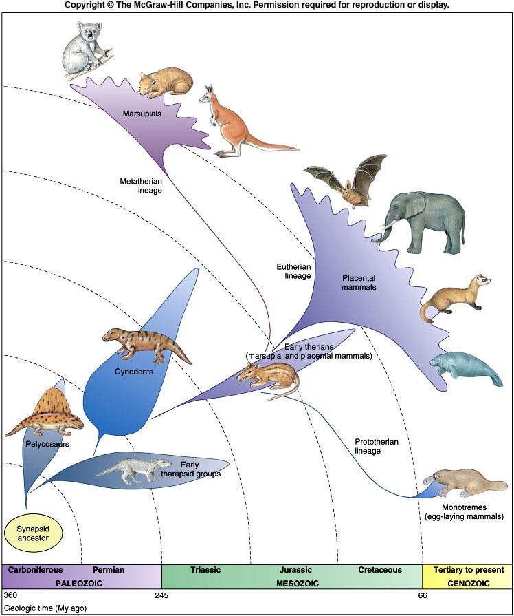 especies modernas, extinción de los grandes mamíferos - Aparición de los géneros modernos - Aparición de subfamilias modernas - Aparición de las familias modernas - Aparición de los