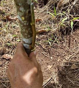 Validación de método de enjertación lateral en plantas adultas de cacao, realizado en comunidad San Valentín- Municipio El Rama Fecha: 14