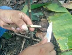 Los injertos en cacao son una técnica de propagación vegetativa o asexual que consiste en unir una rama o parte de ella (vareta) a un patrón reproducido por semilla, a fi n de que la vareta o yema se