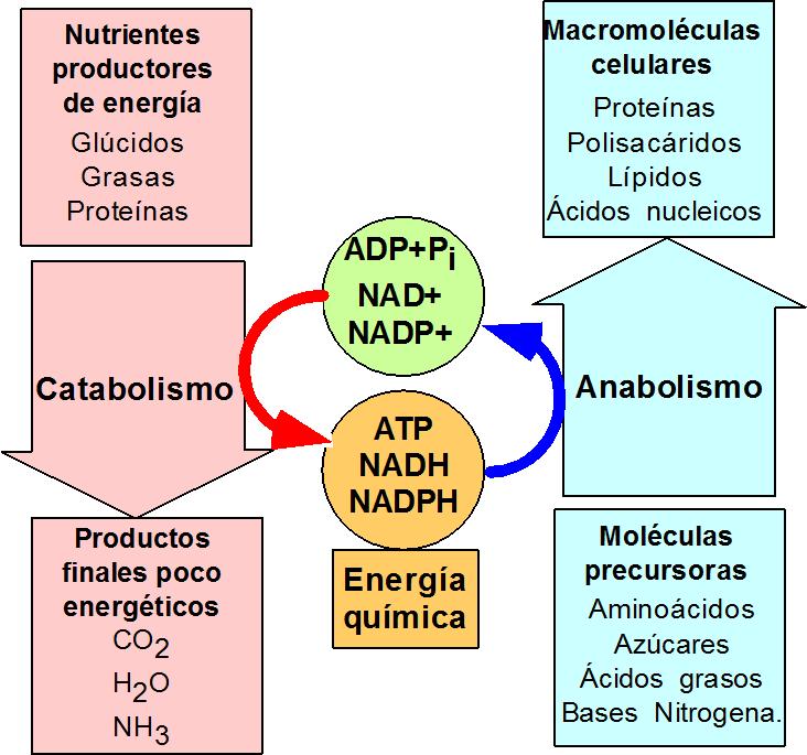 4.2.- EL ATP COMO INTERCAMBIADOR DE ENERGÍA.