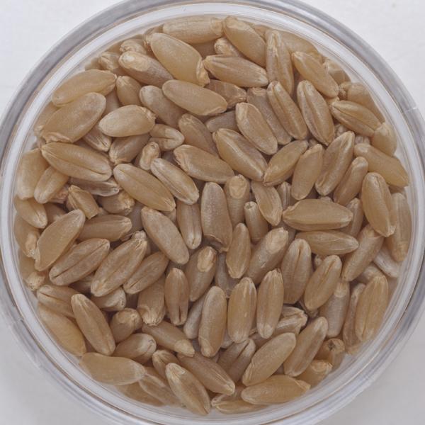 Factores de clasificación granos duro vitreos Grading Factors HVK Translucidez natural del grano, lo que indica dureza Afecta el