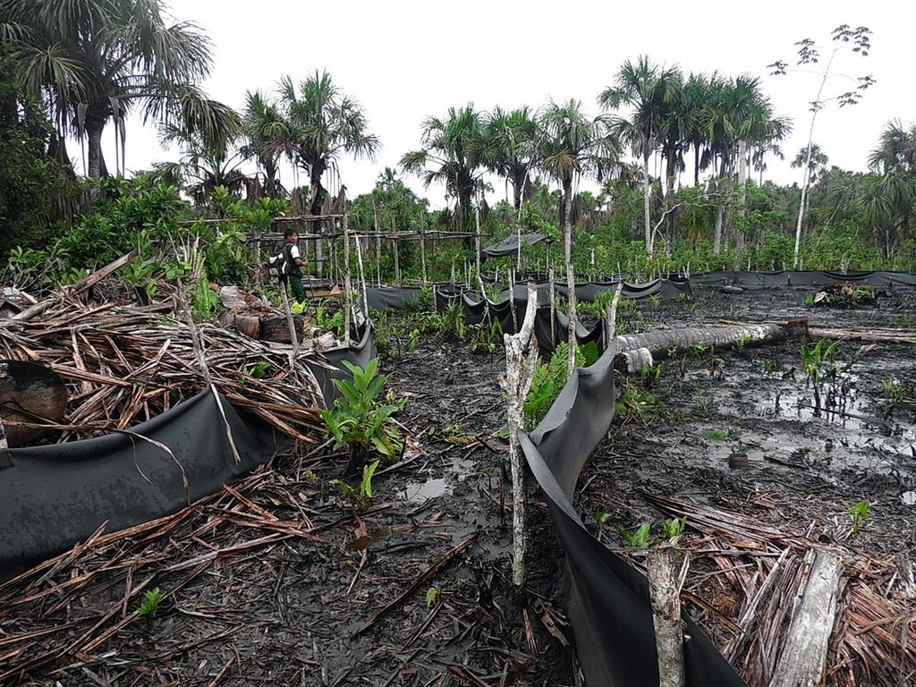 Guardaparque del SERNANP inspeccionando deforestación, la cual que no habría sido informada por