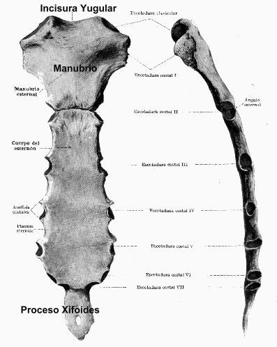 El manubrio (parte superior), presenta a los lados las incisuras claviculares para articularse con las clavículas.