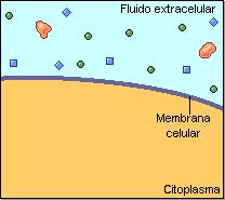 Endocitosis y exocitosis Por tanto, la fluidez de las membranas permite la entrada de materiales en las células por endocitosis o su expulsión por exocitosis.