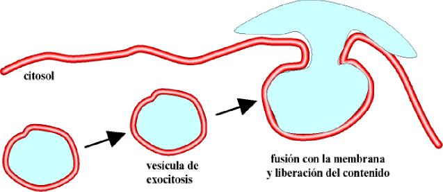 Exocitosis Exocitosis: Es el mecanismo por el cual las macromoléculas contenidas en vesículas citoplasmáticas son