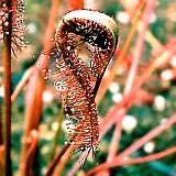 La Drosera capensis puede llegar a ser una planta de un tamaño relativamente grande y, sin ninguna duda, de una gran belleza.