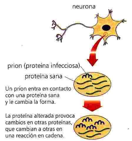 Los viroides se encuentra, casi exclusivamente, en el núcleo de las células infectadas, donde posiblemente son replicados por la enzima ARN polimerasa celular. Figura 14.2.