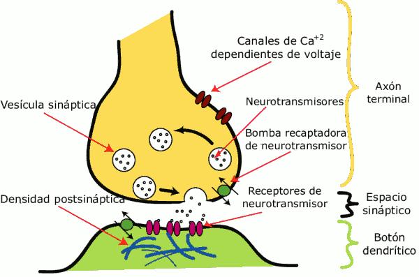 6 La llegada de un impulso nervioso a la membrana presináptica provoca una entrada de Ca + desde el exterior.