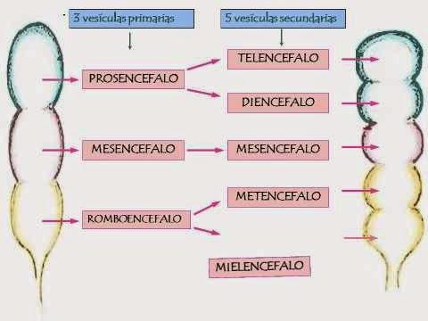 9 B. Encéfalo medio o Mesencéfalo. C. Encéfalo posterior o Rombencéfalo. El prosencéfalo se divide después, dando dos vesículas, llamadas diencéfalo y telencéfalo.