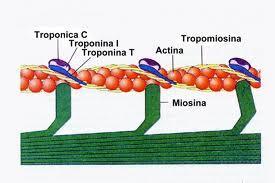 AC-17: Fibrilar Segmental Se asocia a ac anti-α-actinina, vinculina y tropomiosina Tinción Mayor tinción de segmentos