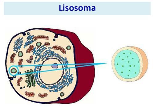AC-18: Moteado Puntos discretos Se asocia a: Ac anti- cuerpos GW y lisosomas* (Ag: GW182, Ago2/Su) Tinción Granular brillante en cuerpos GW en el citoplasma de las células en interfase con alto