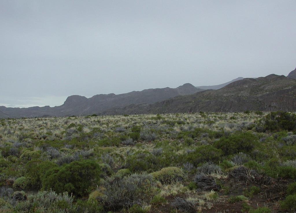 Mondaca: Presencia de Athlia giaii y Myloxena patagonica en Chile. 47 que el funículo (machos). Ojos grandes, poco salientes; ancho ocular 1,6 veces menor que la distancia interocular.