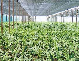 Pauner 36 La kentia es la especie de palmera ornamental cuyo cultivo está más extendido en el mundo.