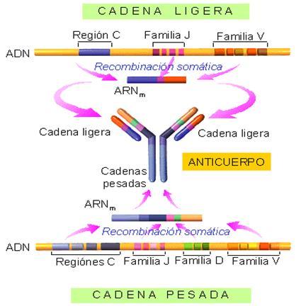 Cómo el genoma humano contiene información para producir hasta 2 10 6 de anticuerpos distintos? Existen varias familias de minigenes (V, D, J) que codifican para las distintas partes de un Ac.