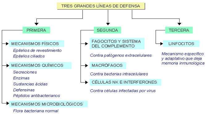 Respuesta específica: Linfocitos (3ª línea defensa) Específico Contra daños en las