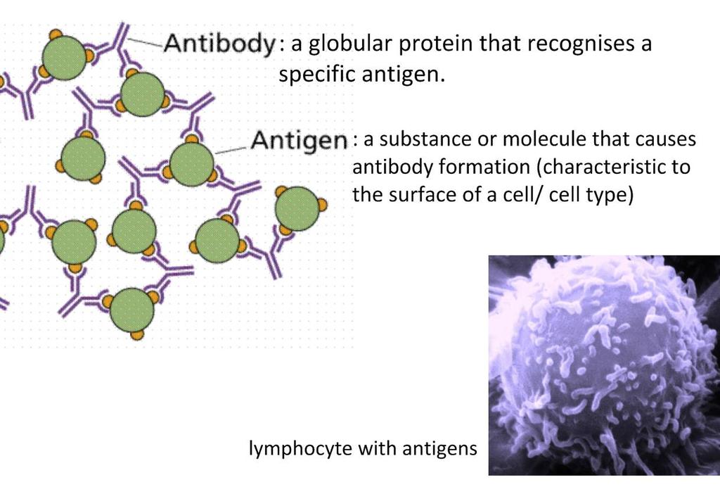 Los linfocitos B producen anticuerpos Anticuerpos (inmunoglobulinas): Proteína globular producida por células plasmáticas (linfocitos B diferenciados), en respuesta a moléculas no reconocidas como