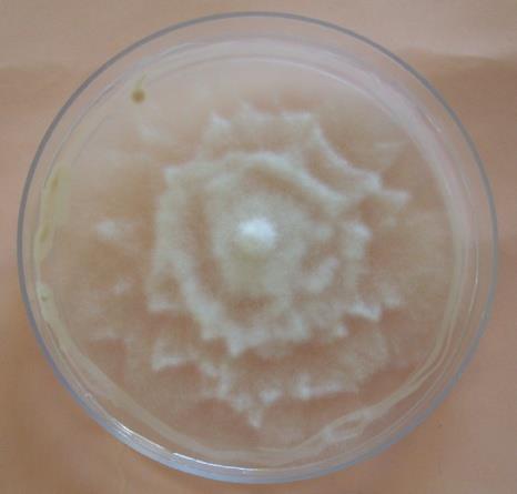 cinnamomi con microorganismos rizosféricos: Bacterias