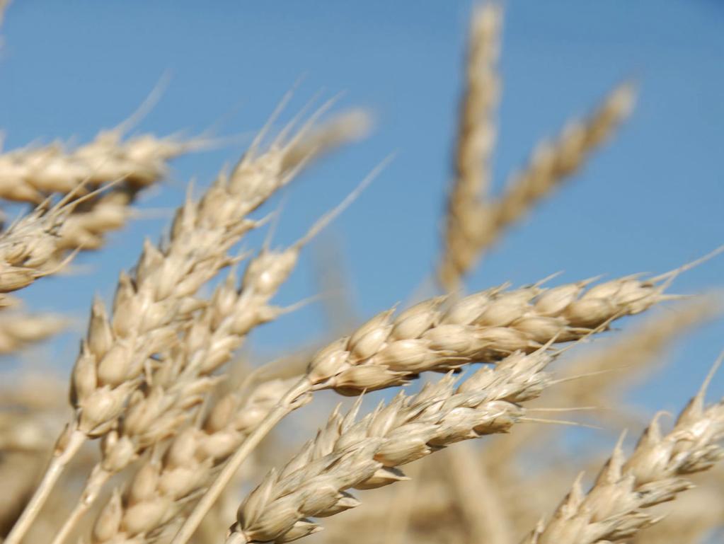 Wheat from Western Canada Calidad del trigo canadiense - Cosecha